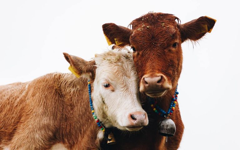 beef-cows-epicurious-doruk-yemenici-frjamio-tb0-unsplash.jpg
