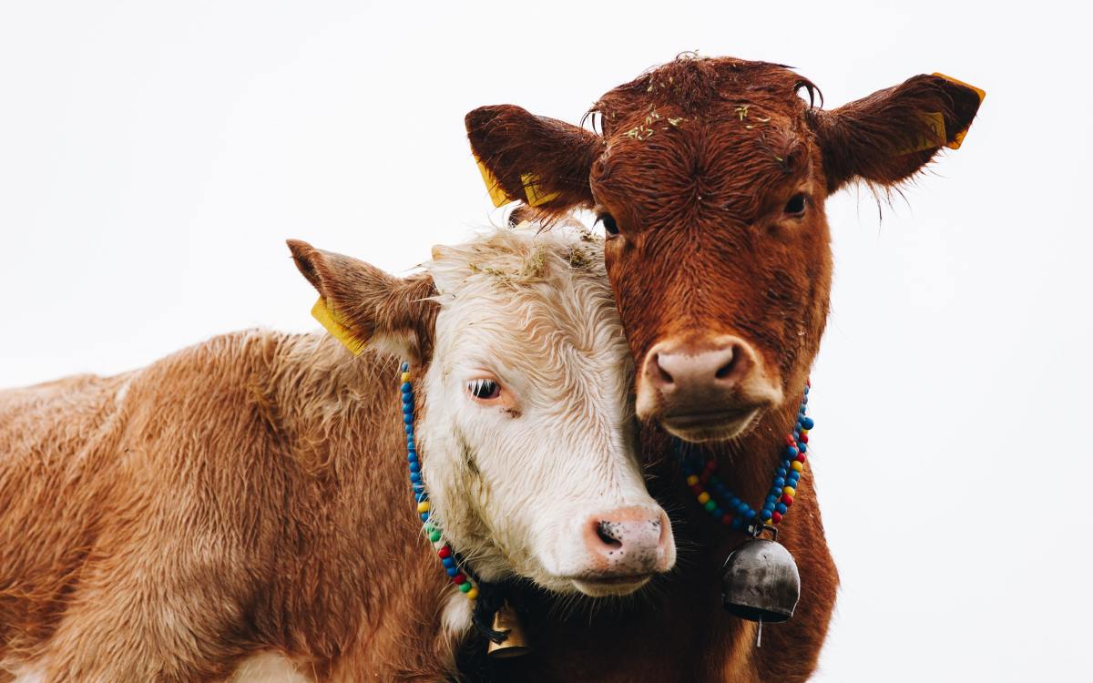 beef-cows-epicurious-doruk-yemenici-frjamio-tb0-unsplash.jpg