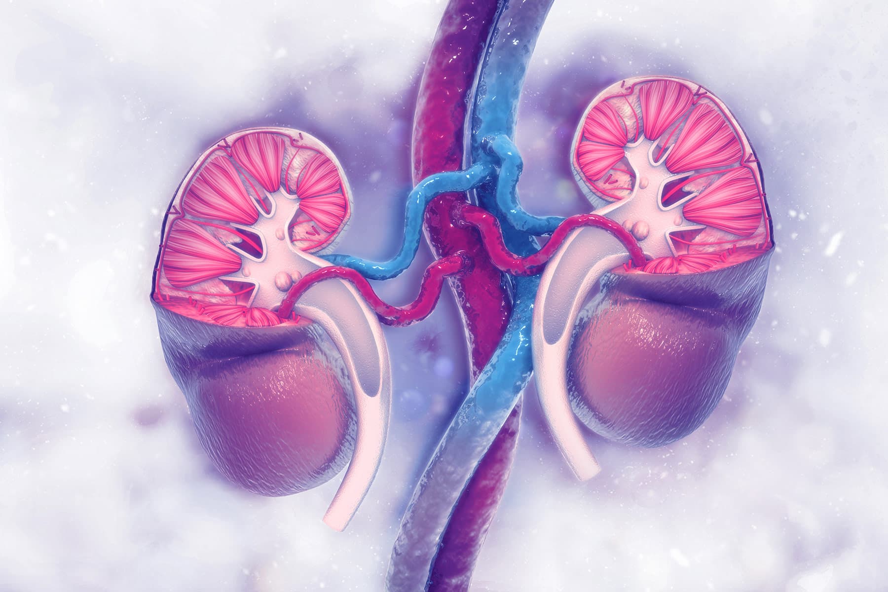 1800x1200_medical_illustration_kidney_blue_cut_01_other.jpg