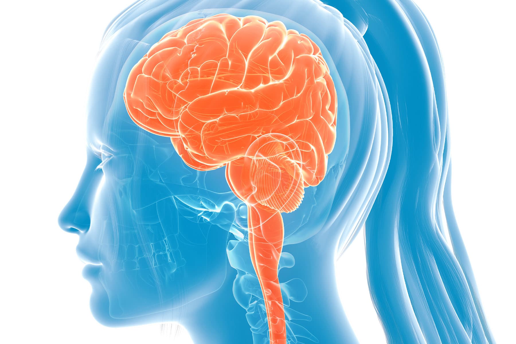 1800x1200_medical_illustration_blue_brain_woman_orange_01_other.jpg