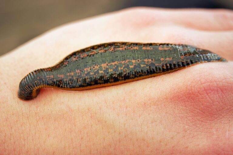 1800x1200_blood_sucking_leeches_quack_medicine_or_medical_miracle_cm_article.jpg
