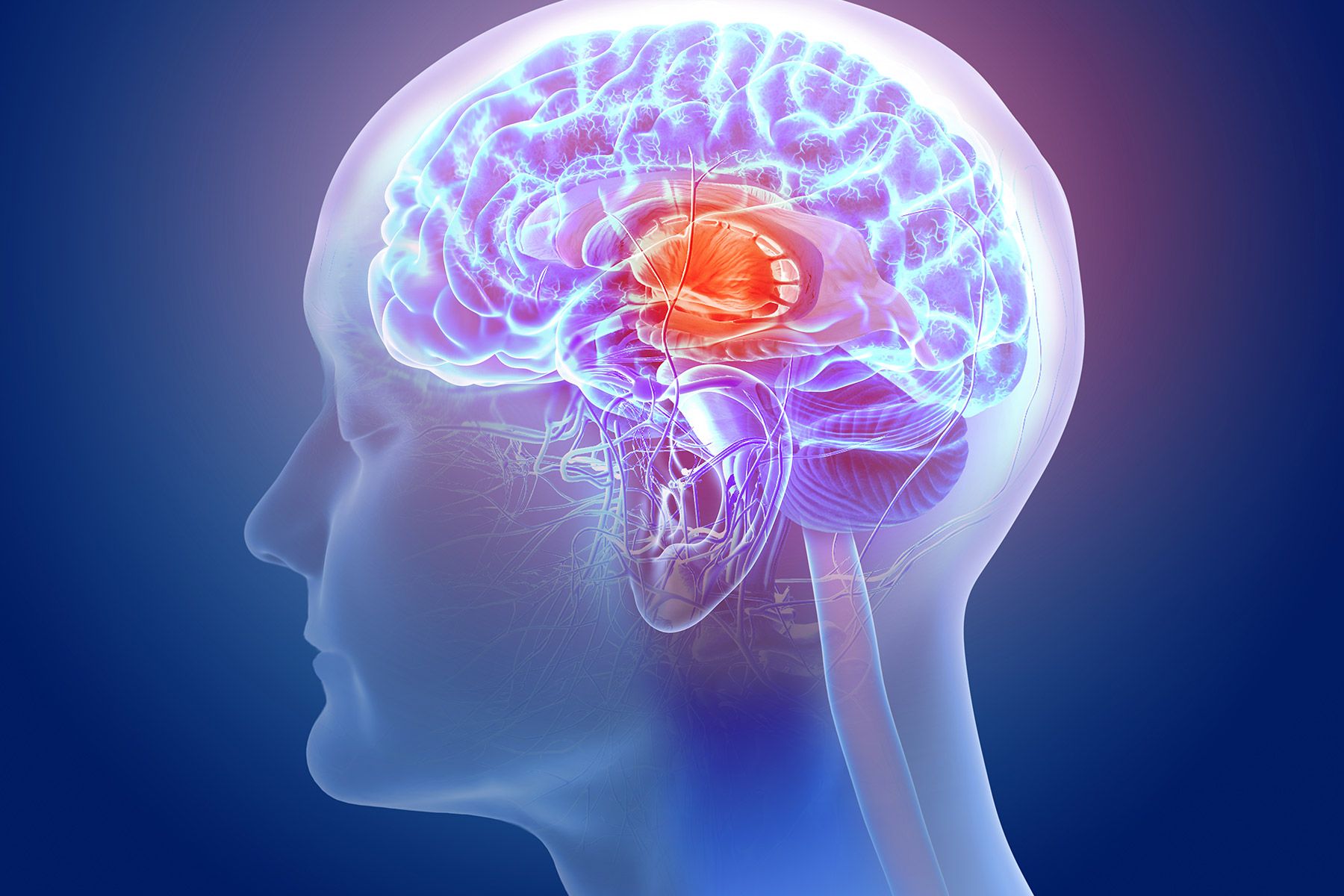 1800x1200_medical_illustration_brain_vessel_head_01_other.jpg