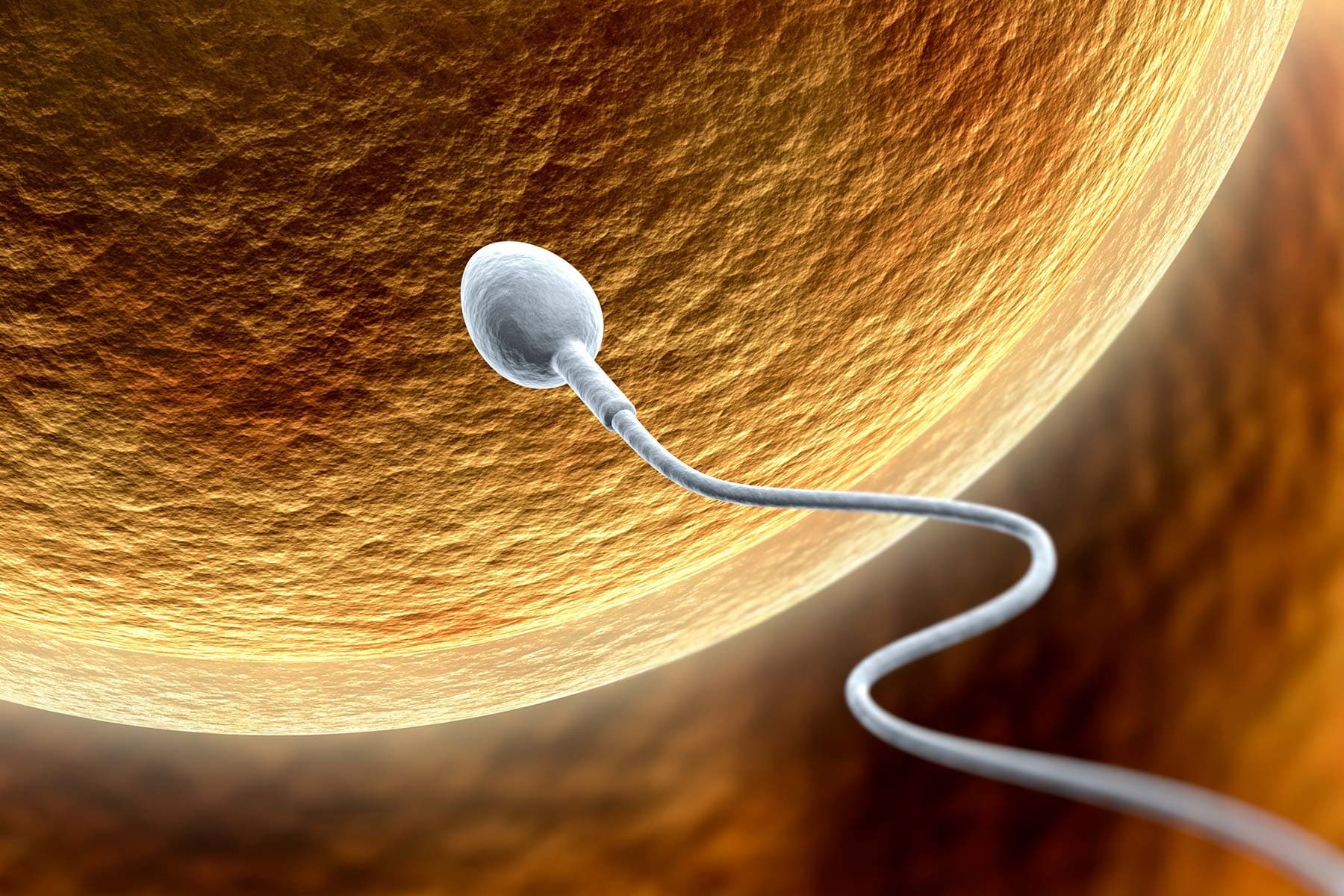 1800x1200_sperm_and_semen_faq_ref_guide.jpg